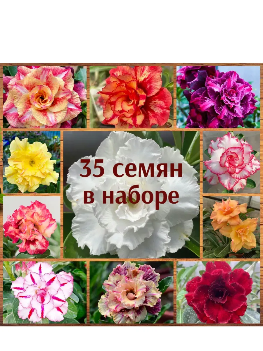 Семена Адениум набор 35 шт. 1 уп