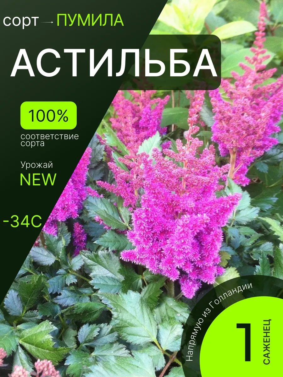 Астильба многолетние саженцы живых цветов