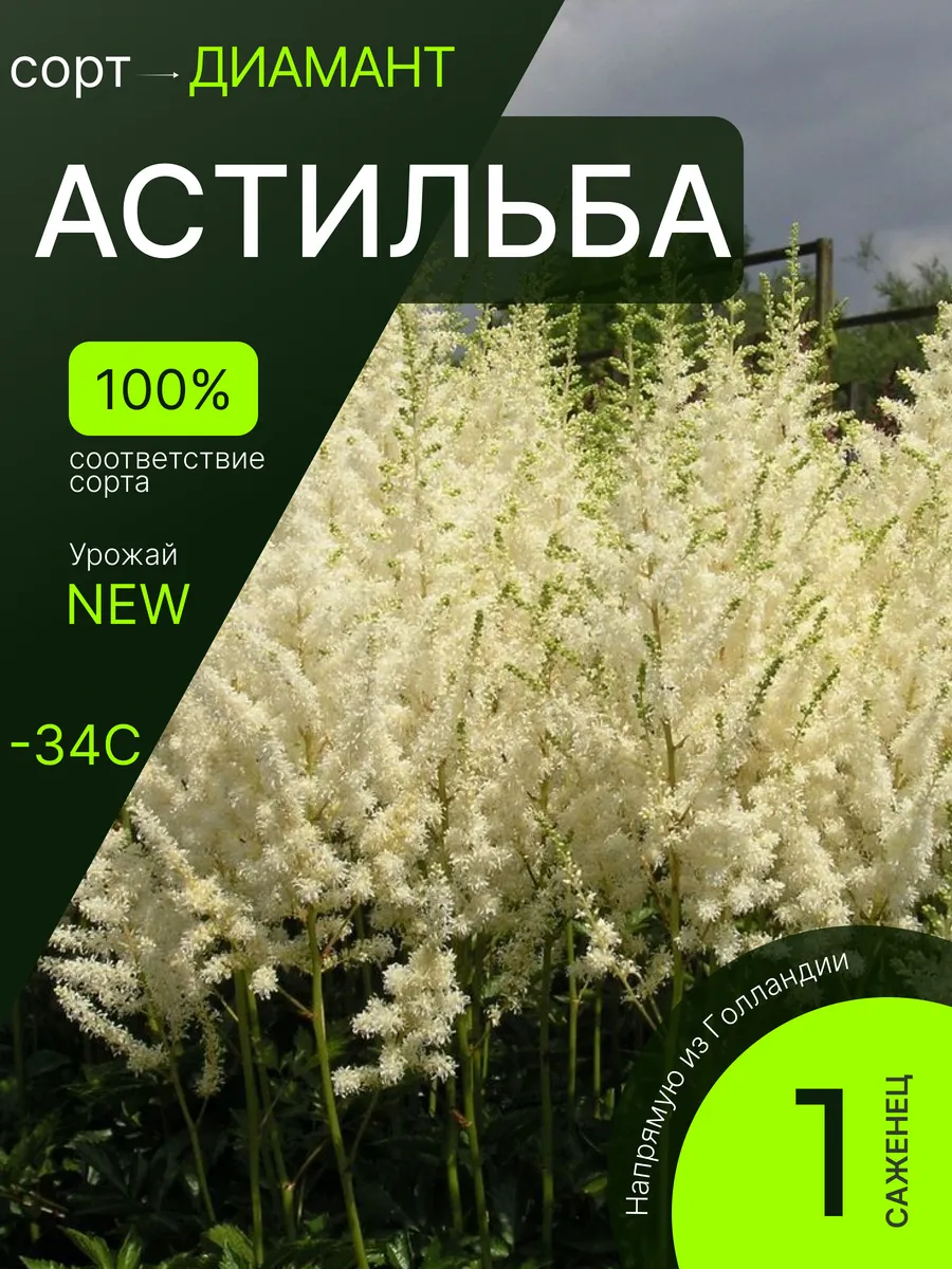Астильба многолетние саженцы живых цветов