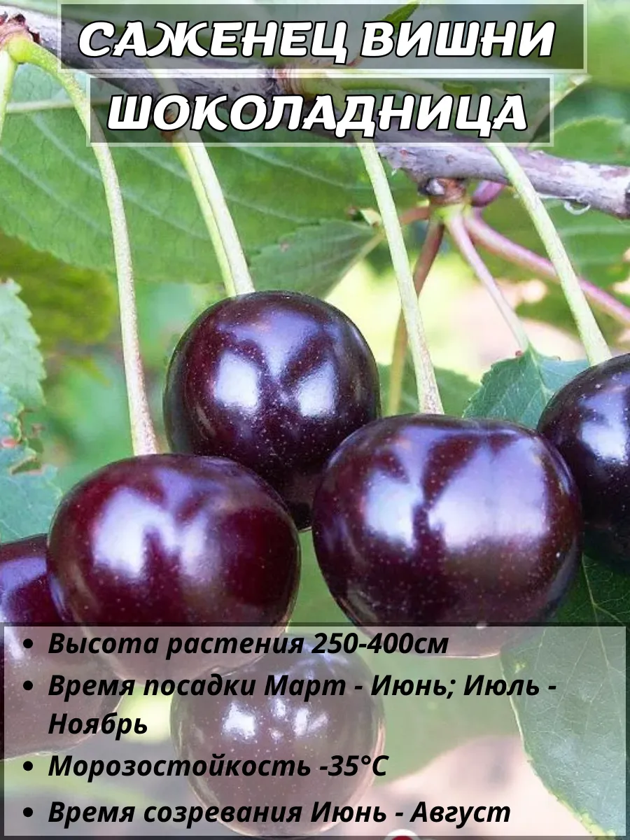 Вишня Шоколадница , саженец 1 штука