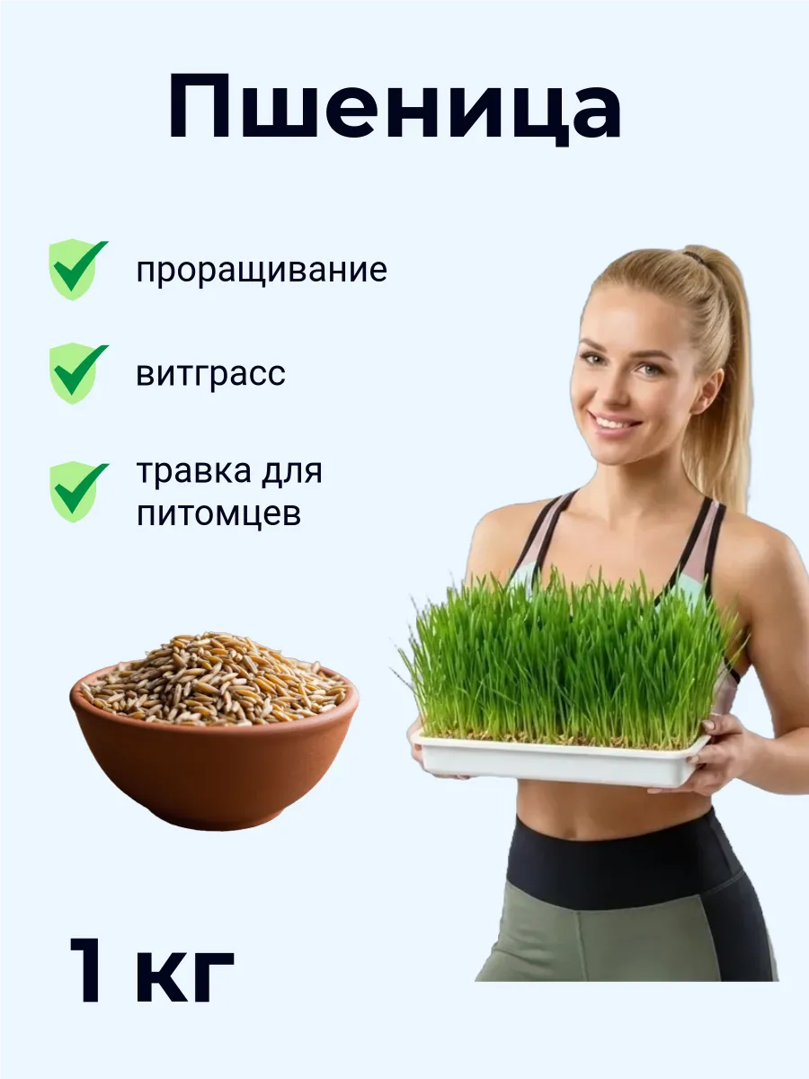 Пшеница для проращивания