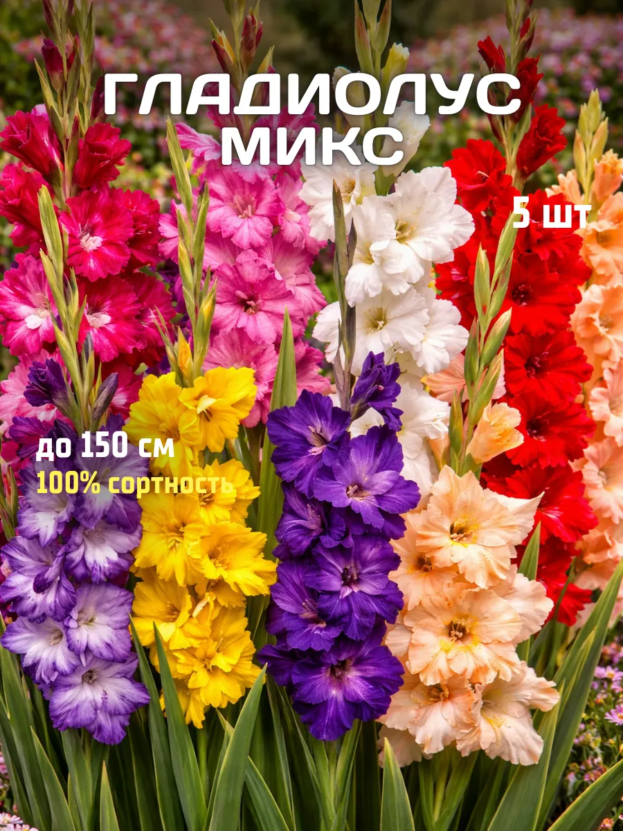 Гладиолусы луковицы Микс 5 шт