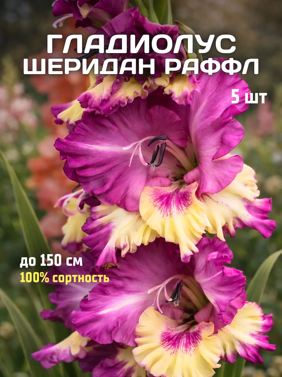 Гладиолусы луковицы Шеридан Раффл 5 шт