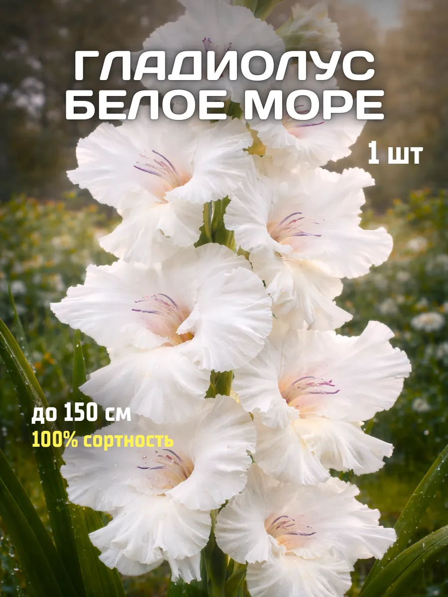 Гладиолусы луковицы Белое Море 1 шт