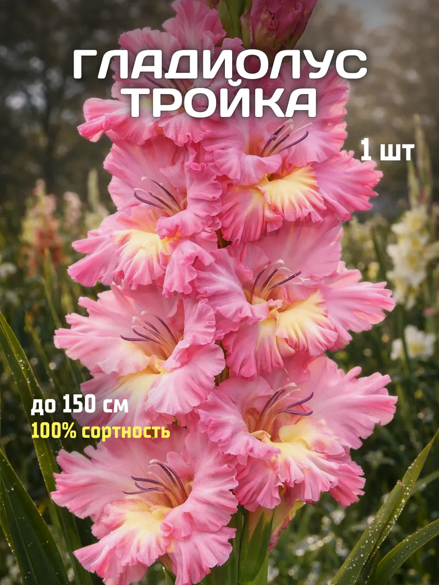 Гладиолусы луковицы Тройка 1 шт