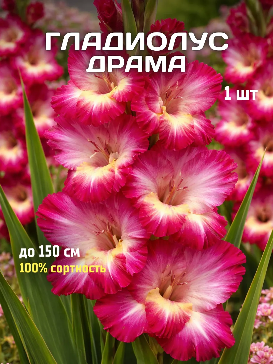 Гладиолусы луковицы Драма 1 шт
