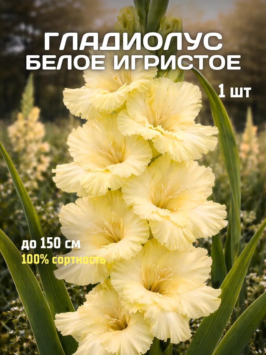 Гладиолусы луковицы Белое Игристое 1 шт