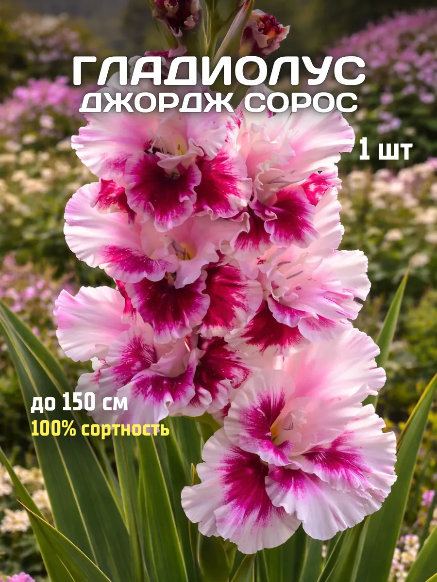 Гладиолусы луковицы Джордж Сорос 1 шт