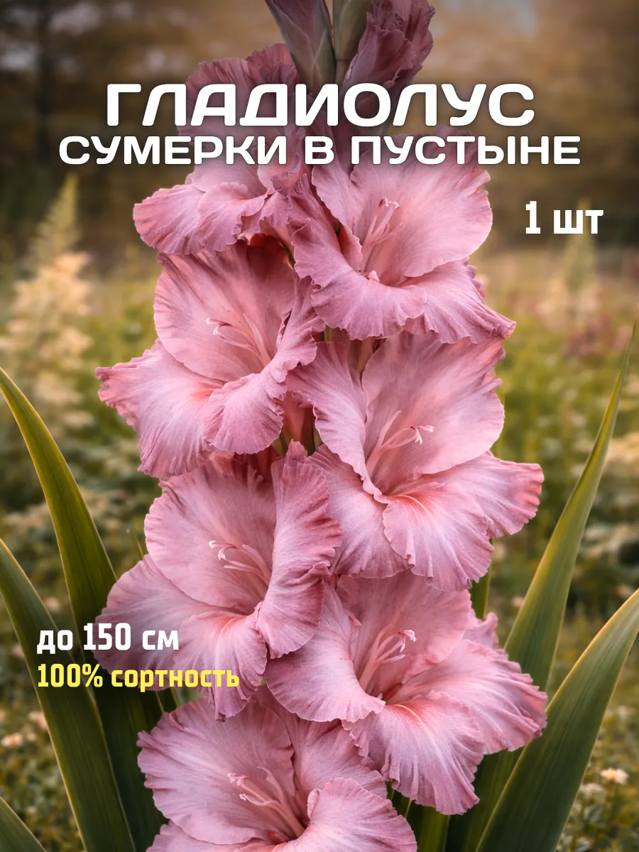 Гладиолусы луковицы Сумерки В Пустыне 1 шт