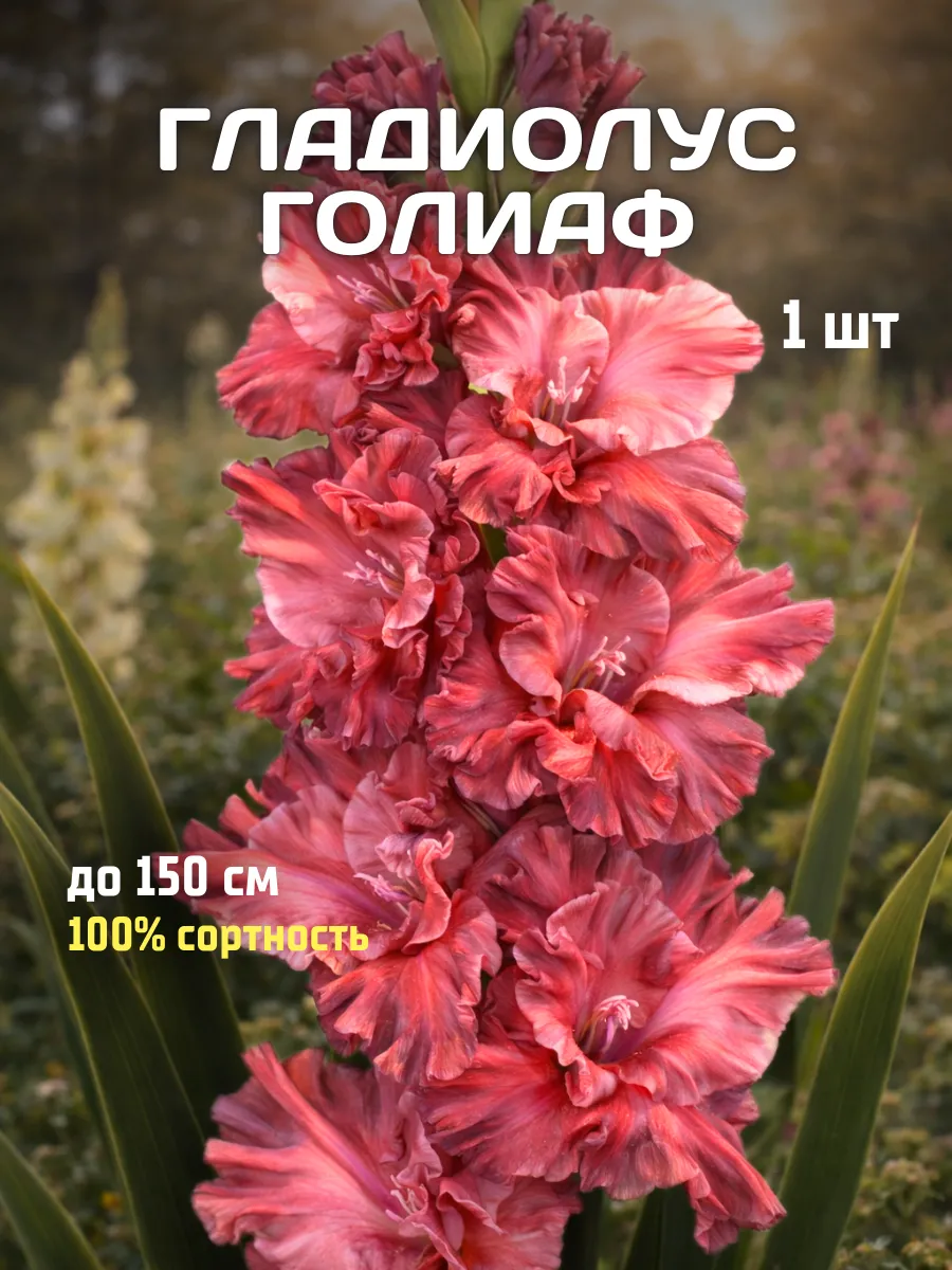 Гладиолусы луковицы Голиаф 1 шт