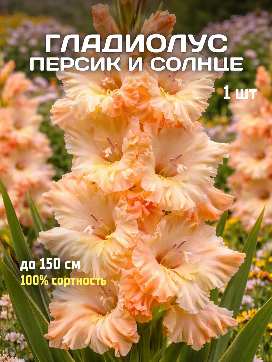 Гладиолусы луковицы Персик и Солнце 1 шт