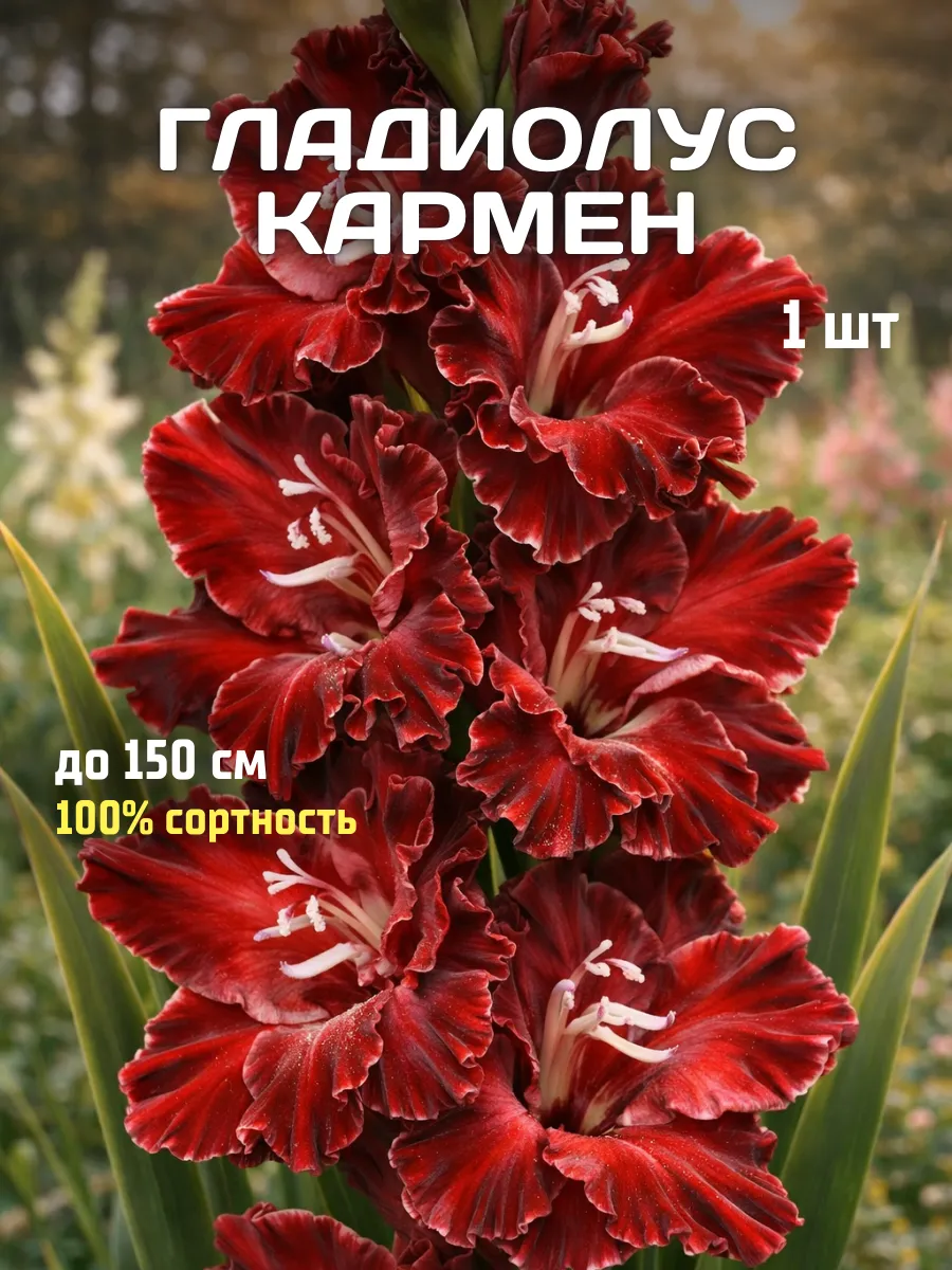 Гладиолусы луковицы Кармен 1 шт