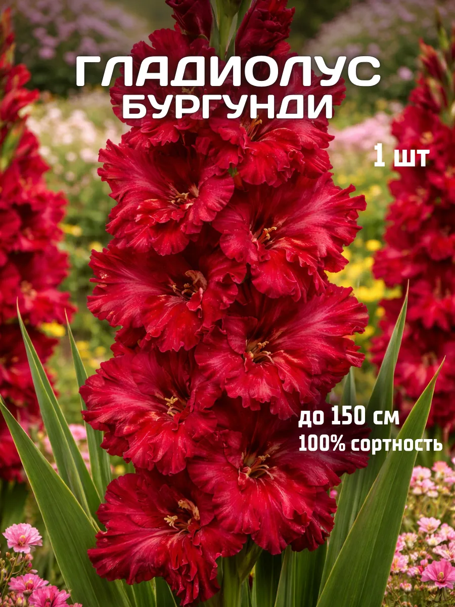 Гладиолусы луковицы Бургунди 1 шт
