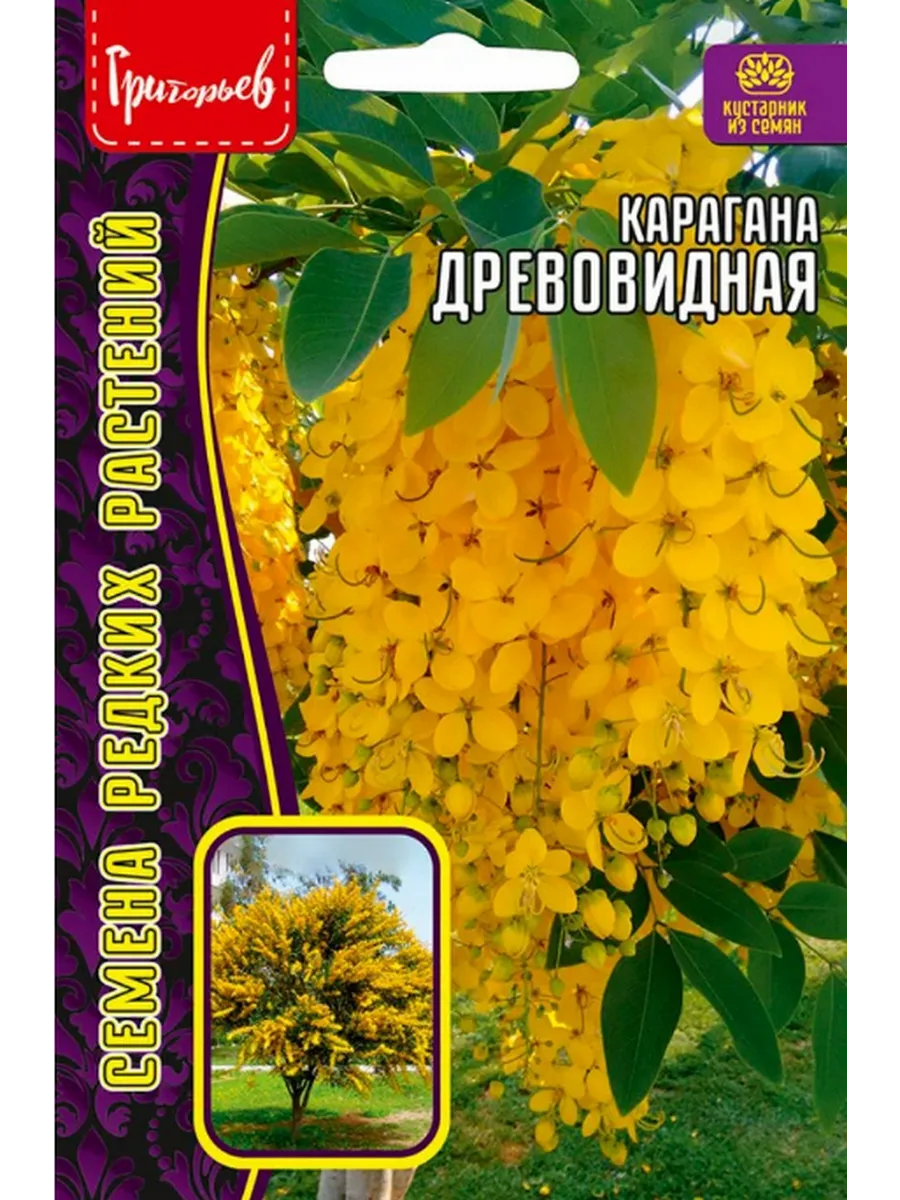 Семена Карагана Древовидная (Акация желтая)