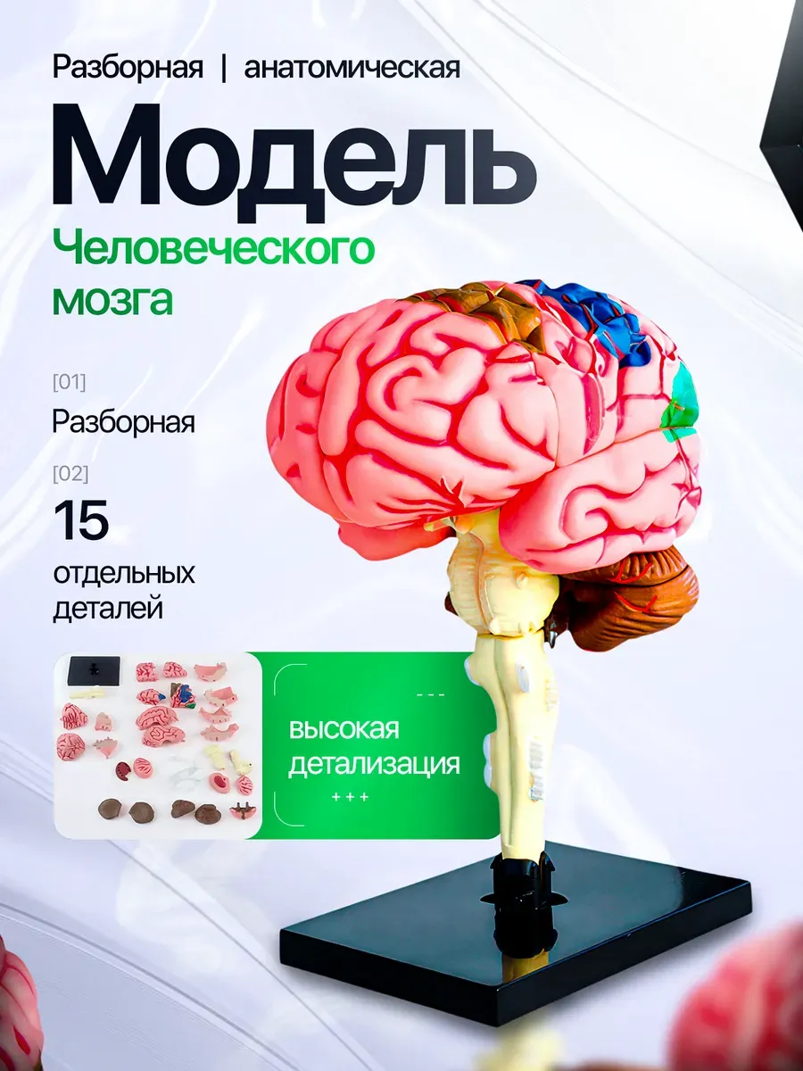 Человеческий мозг, разборная 4D-анатомическая модель