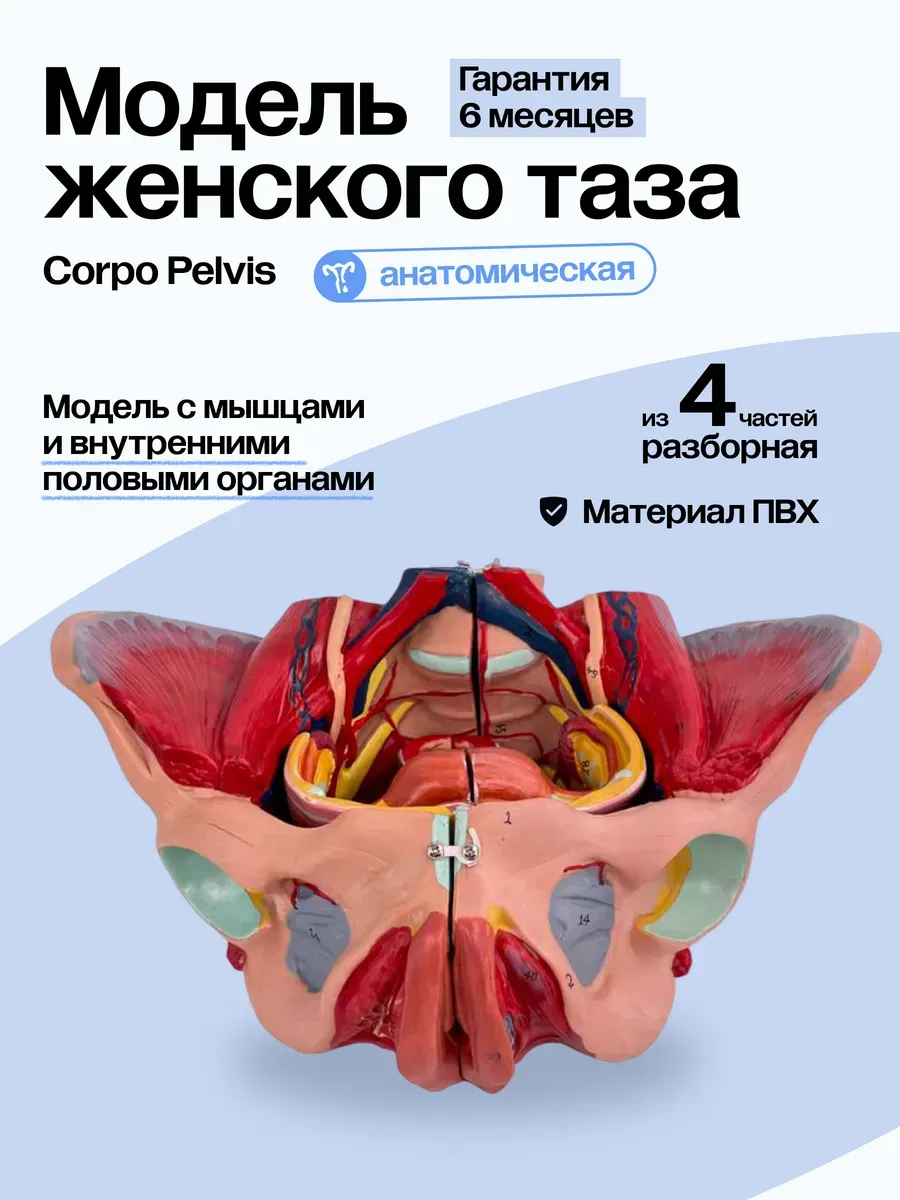 Разборная анатомическая модель женского таза Corpo Pelvis