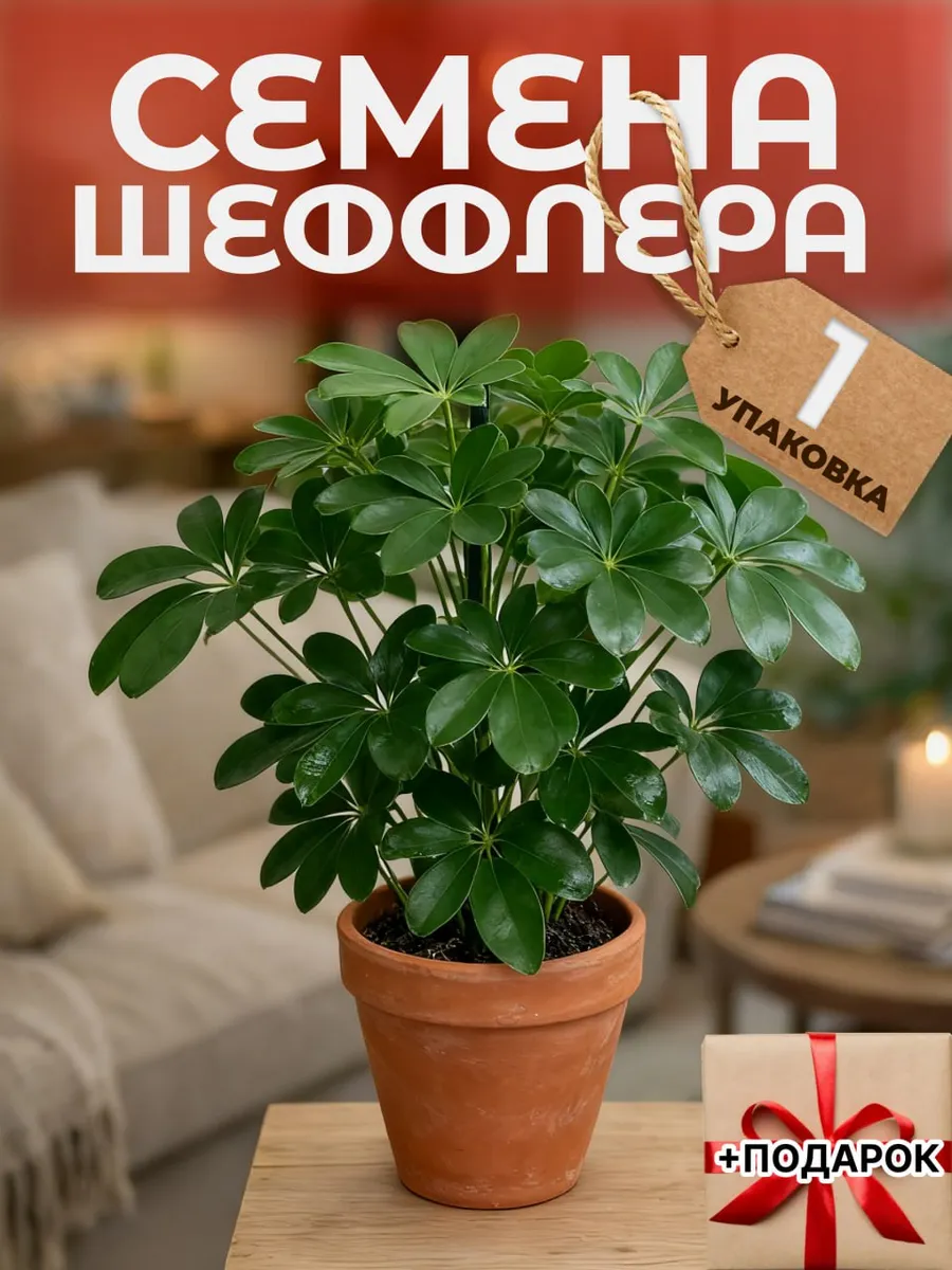 Семена комнатных цветов шеффлера