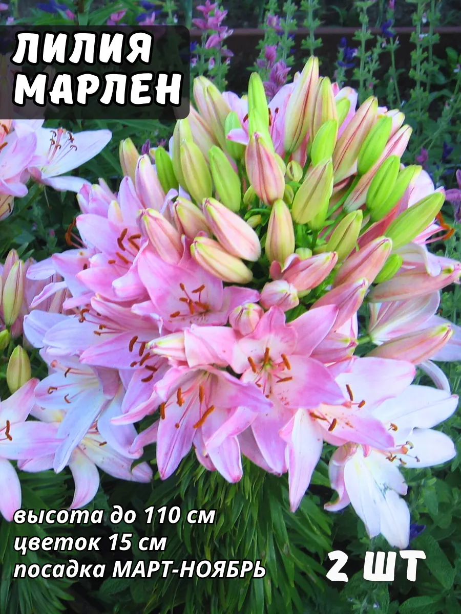 Лилия многолетние морозостойкие цветы 2 шт