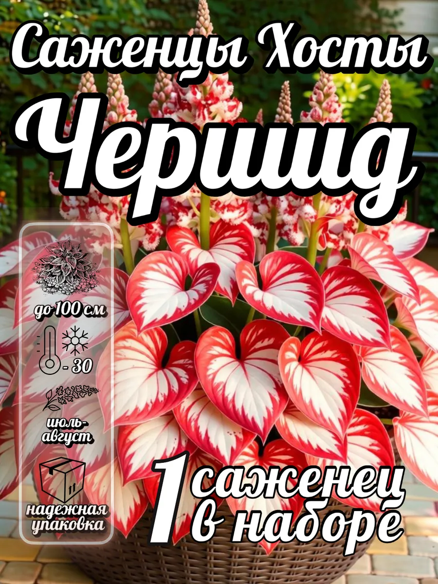 Саженцы хосты многолетние цветы Черишд