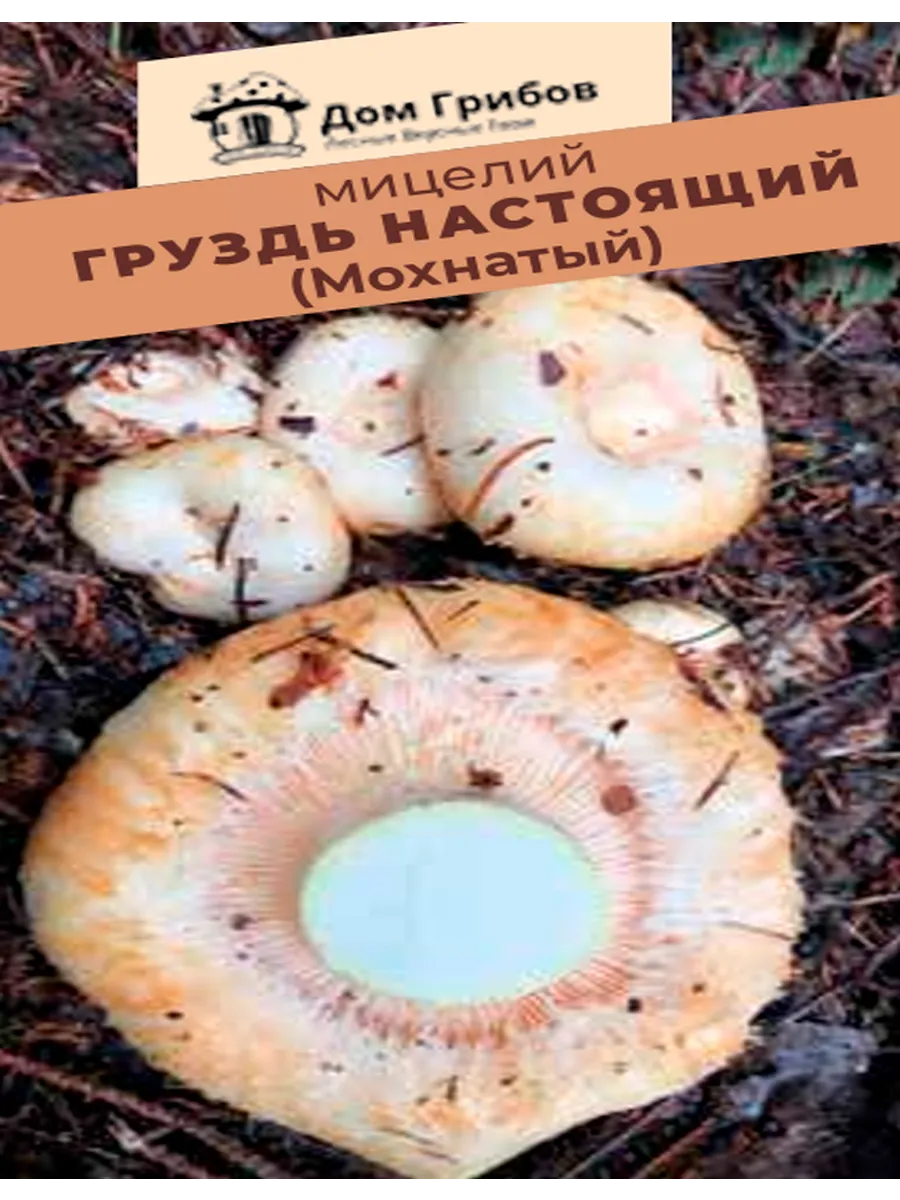 Мицелий Груздь мохнатый (настоящий) 5 грамм