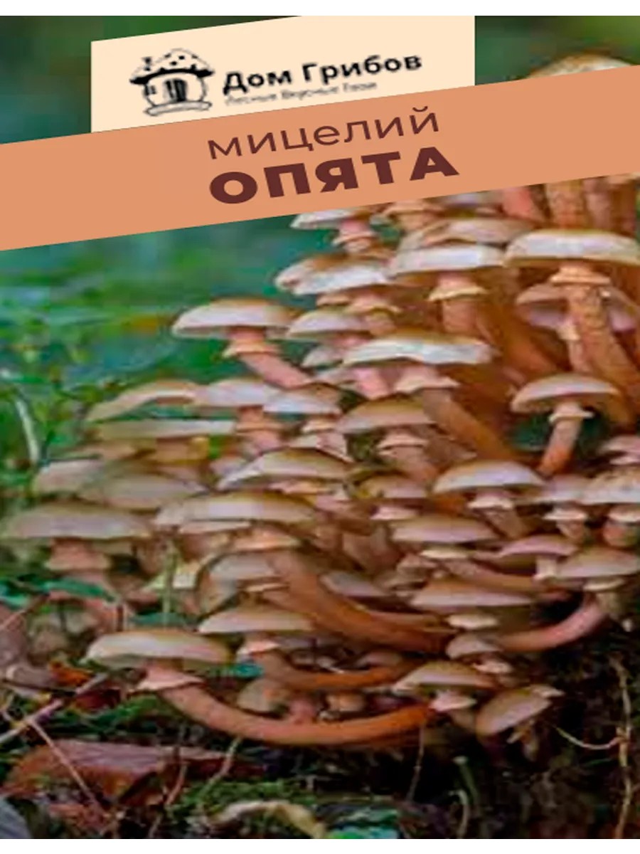 Мицелий Опята 5 грамм