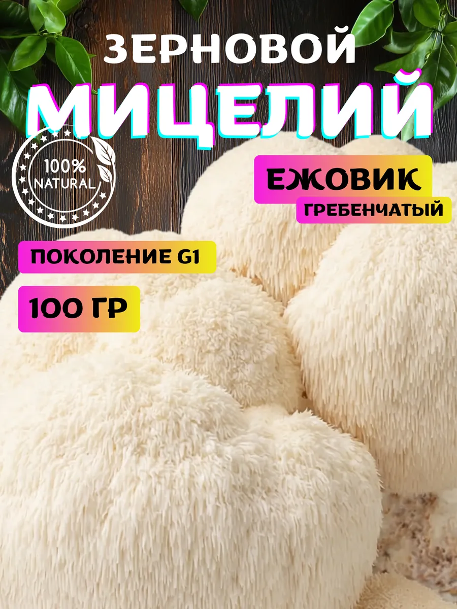 Мицелий грибов для выращивания дома Ежовик Гребенчатый
