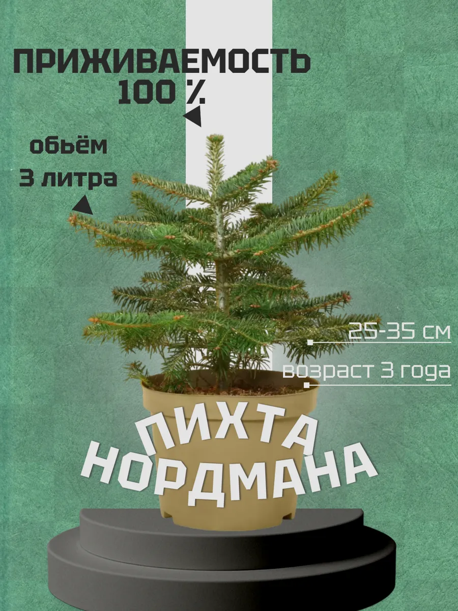 Пихта Нордмана живая зимостойкая, взрослый саженец 3 года