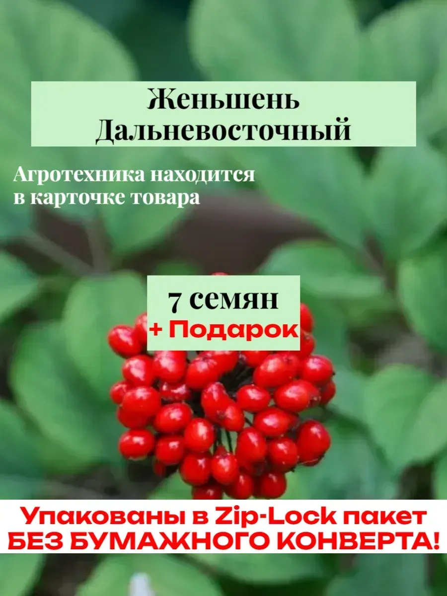 Женьшень Дальневосточный, семена 7 шт. 2025 год.