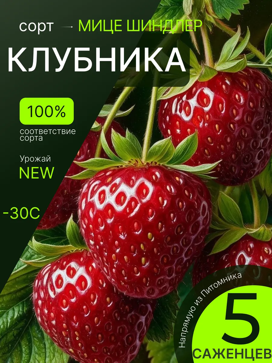 Саженцы клубники, рассада многолетних ягодных кустов