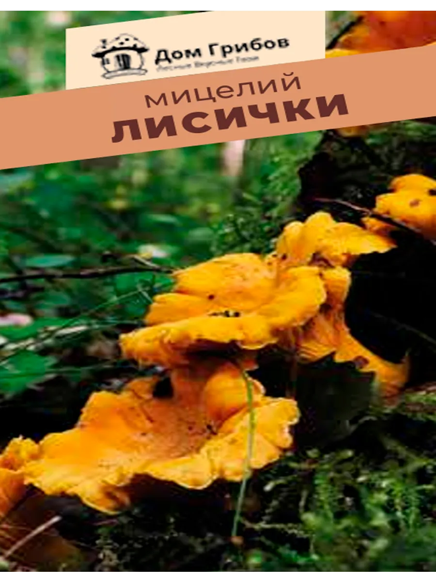 Мицелий Лисички 5 грамм