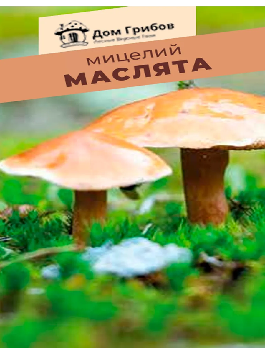 Мицелий Маслята 5 грамм