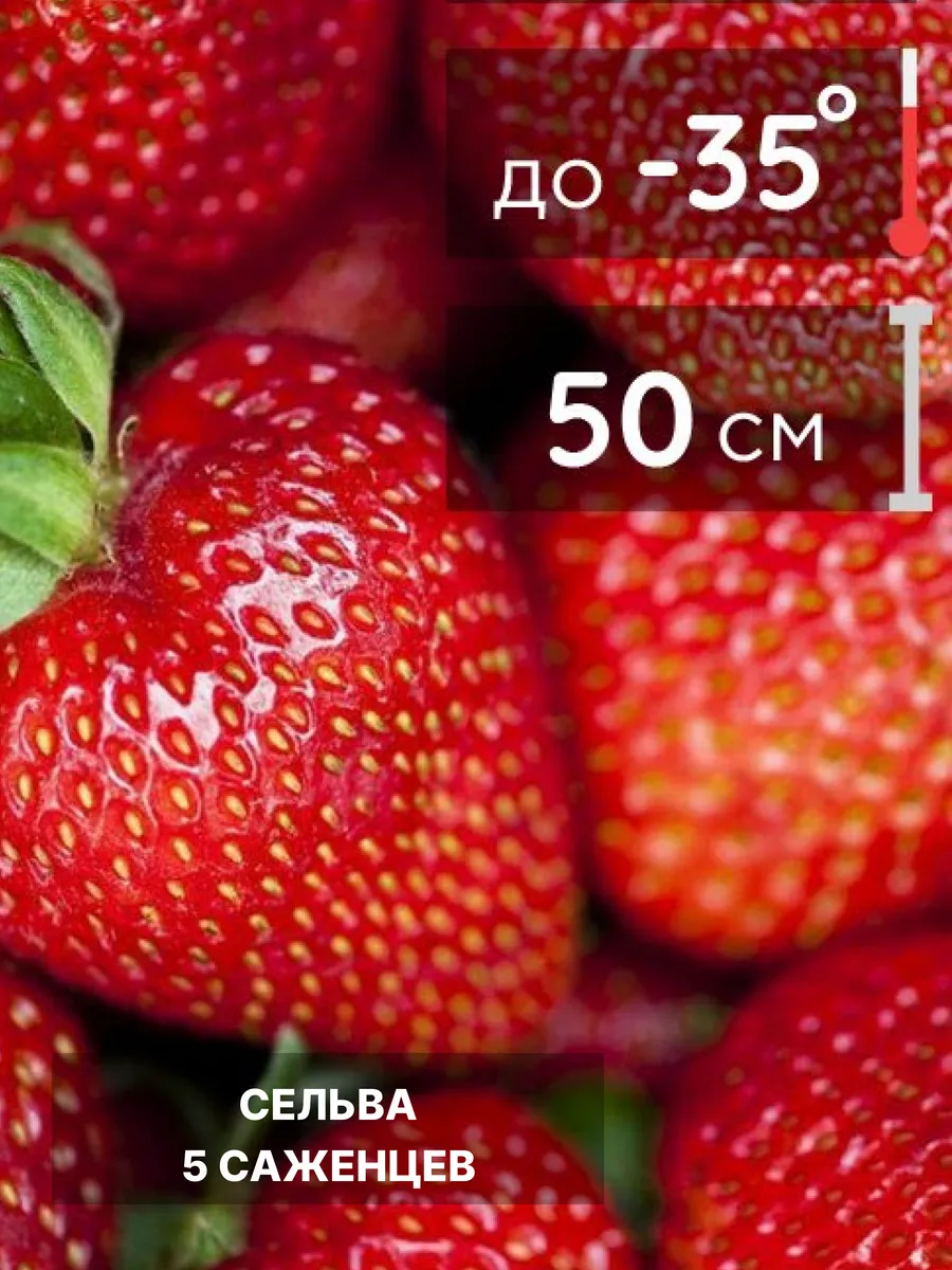 Саженцы клубники, рассада многолетних ягодных кустов