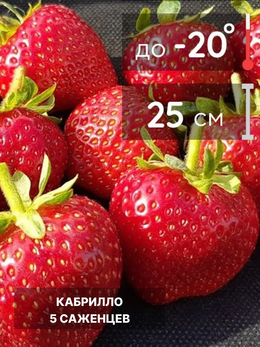 Саженцы клубники, рассада многолетних ягодных кустов
