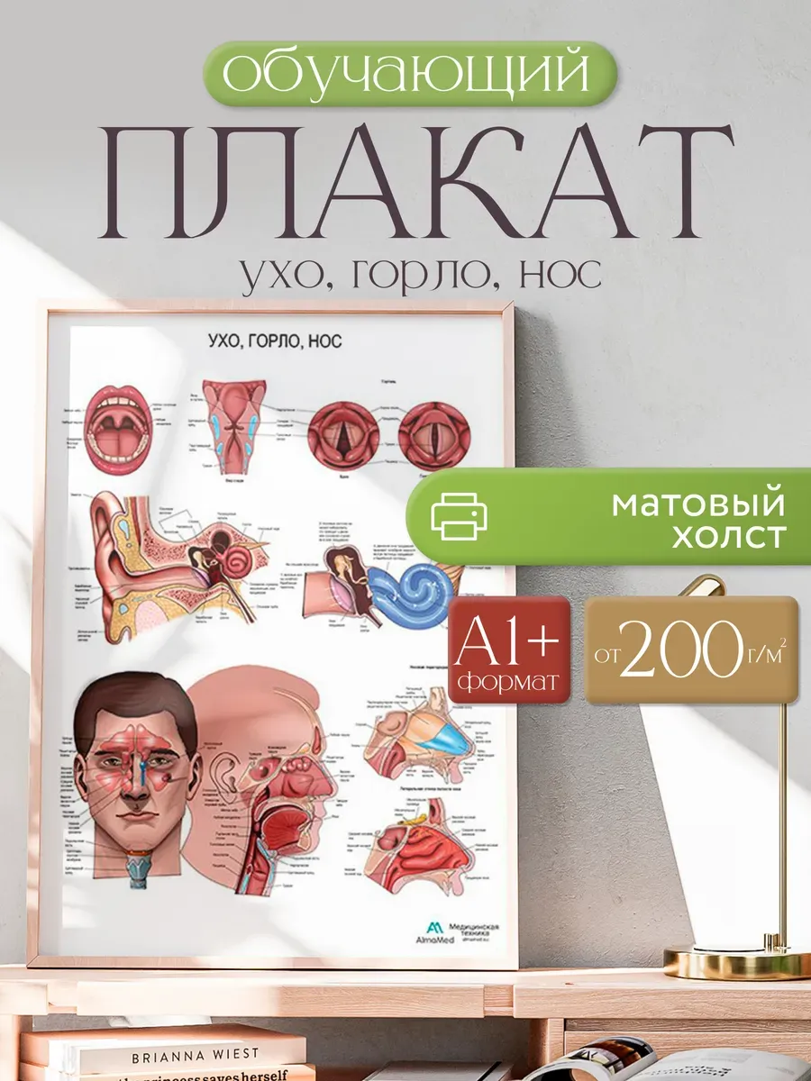 Ухо, горло, нос (анатомия) плакат матовый холст A1+