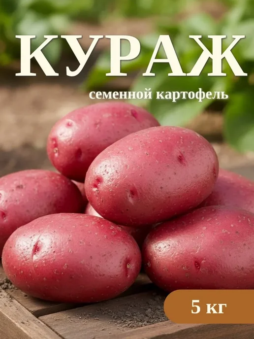 Семенной картофель на посадку Кураж 2 кг, 5 кг, фото 2