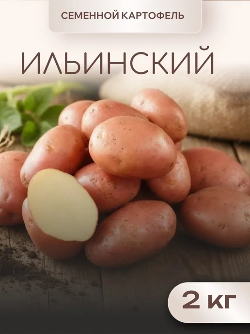 Семенной картофель на посадку Ильинский 2 кг, 2 кг, фото 3