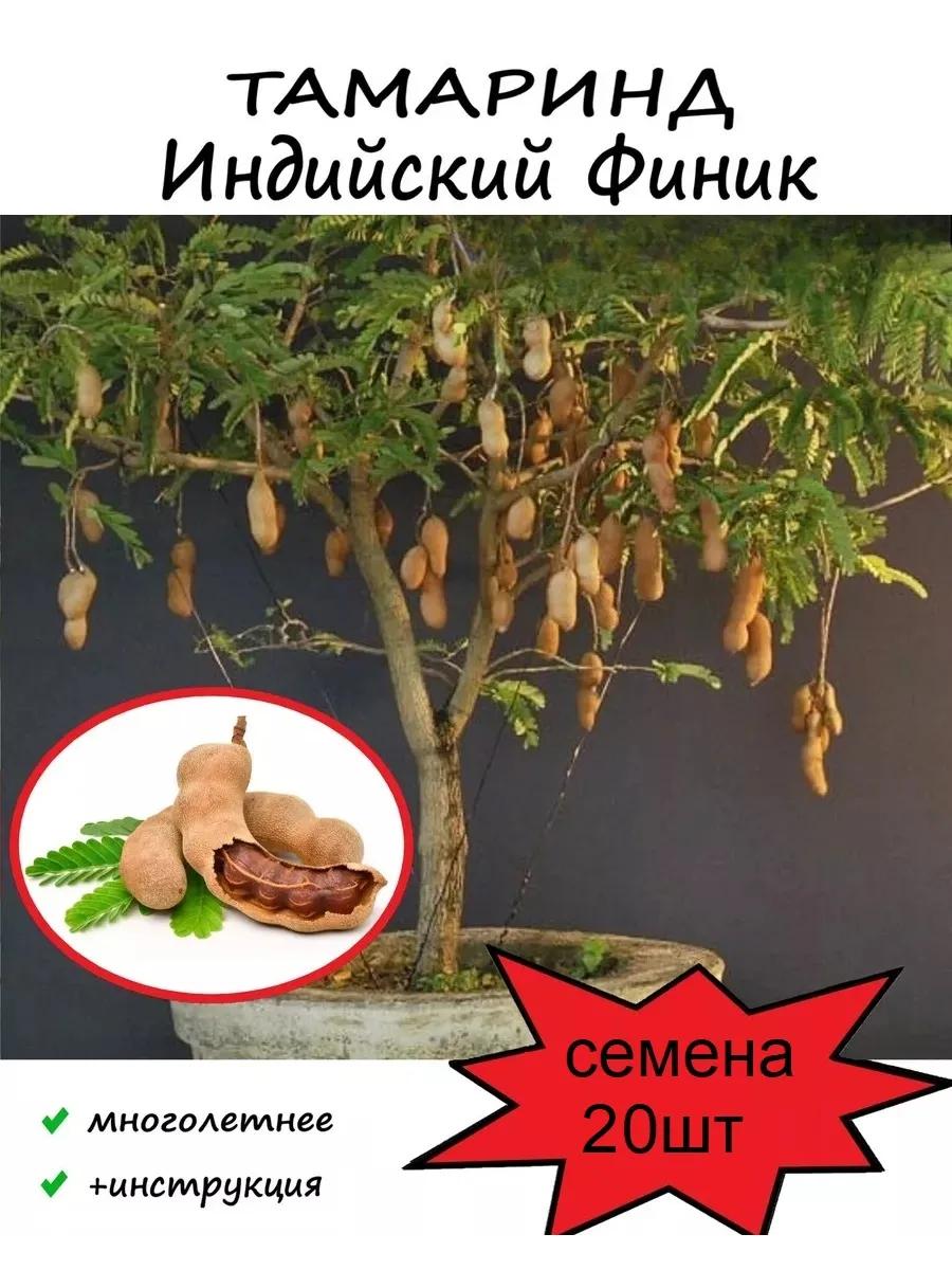 Тамаринд Индийский финик семена 20 шт
