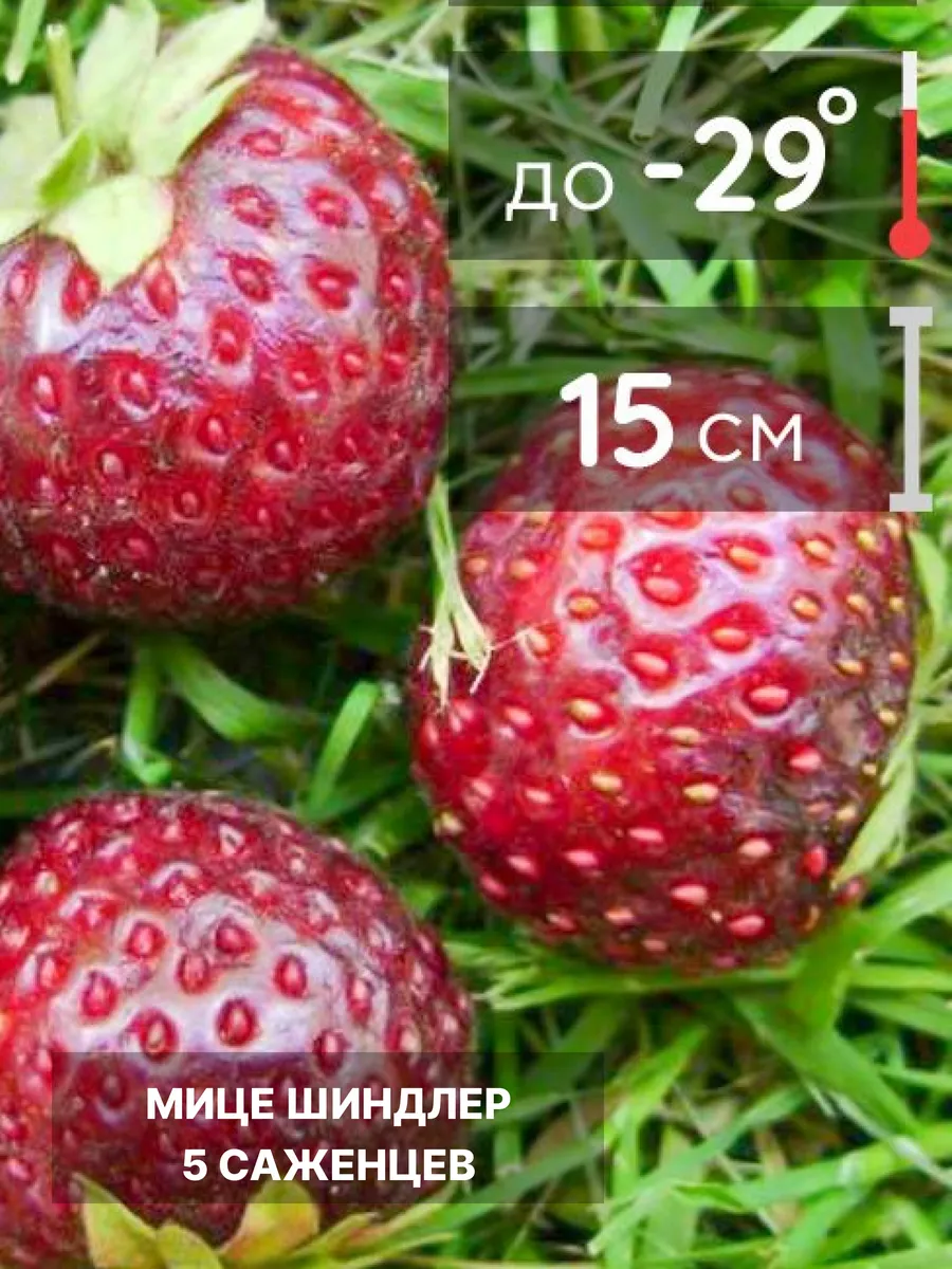 Саженцы клубники, рассада многолетних ягодных кустов