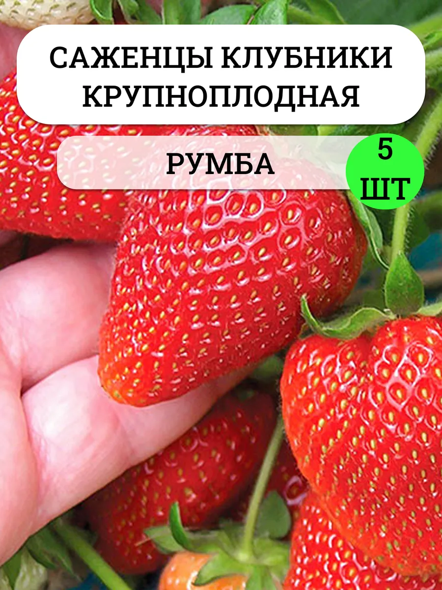 Саженцы клубники садовой, многолетняя рассада ягод