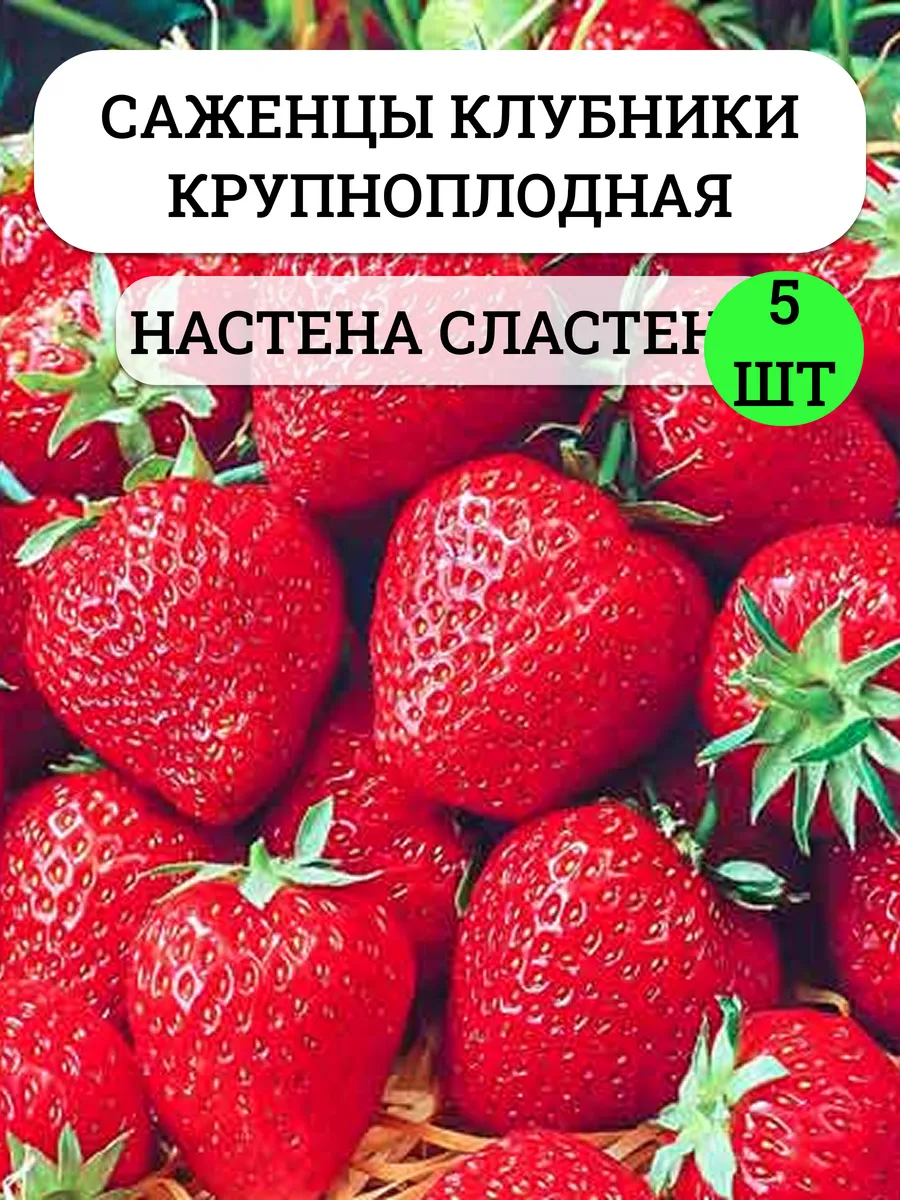 Саженцы клубники садовой, многолетняя рассада ягод