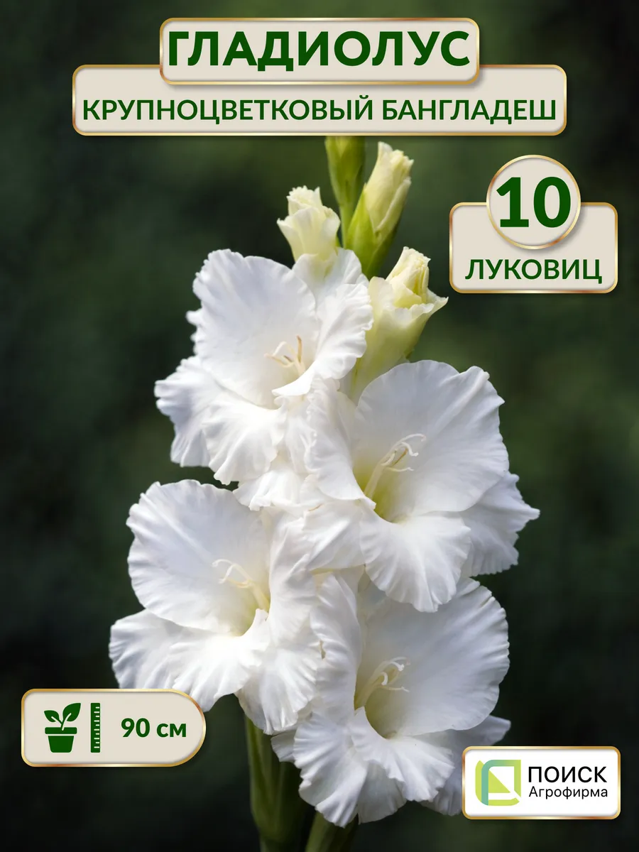 Гладиолус крупноцветковый Бангладеш луковицы многолетние