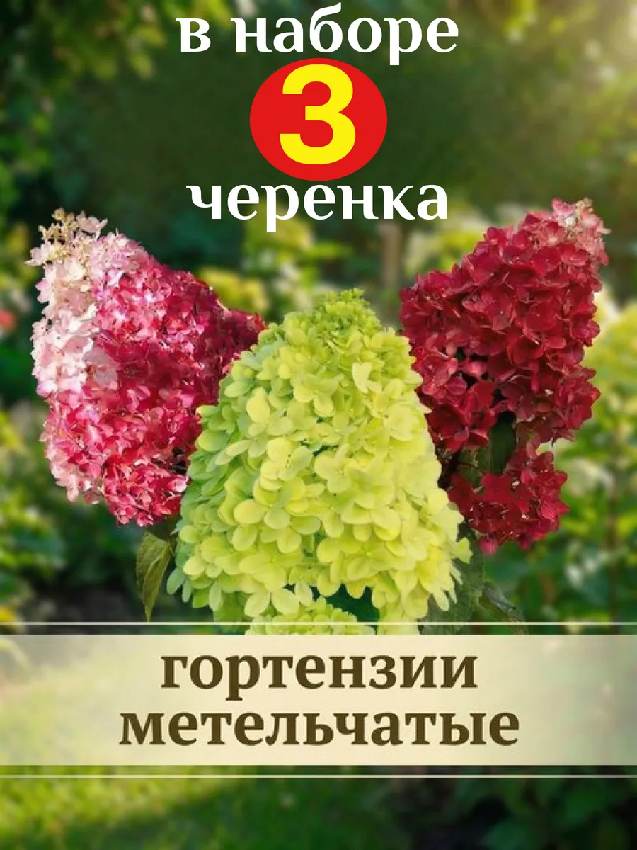 Черенки гортензий Полар Бир + Фрайз Мельба + Сандей Фрайз