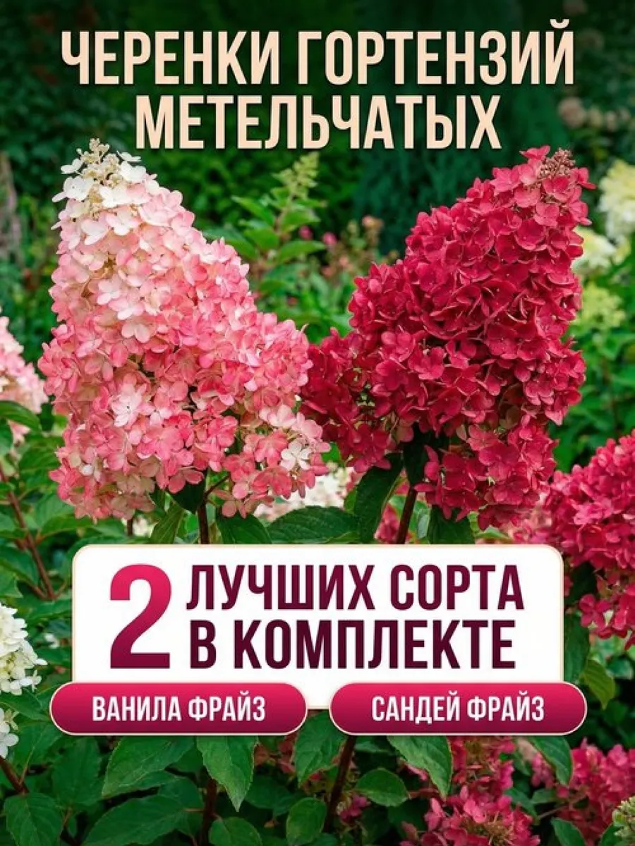 Черенки гортензии Ванила Фрайз + Сандей Фрайз