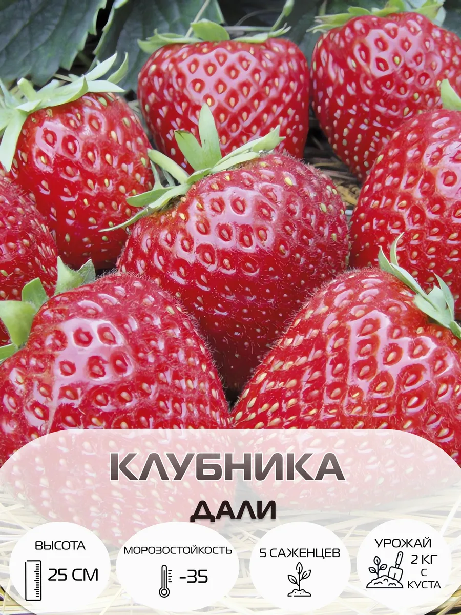 Клубника многолетняя, саженцы морозостойкие садовые