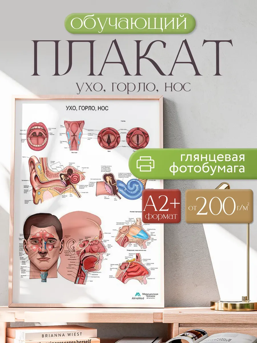 Ухо, горло, нос (анатомия) плакат А2+, глянцевая фотобумага