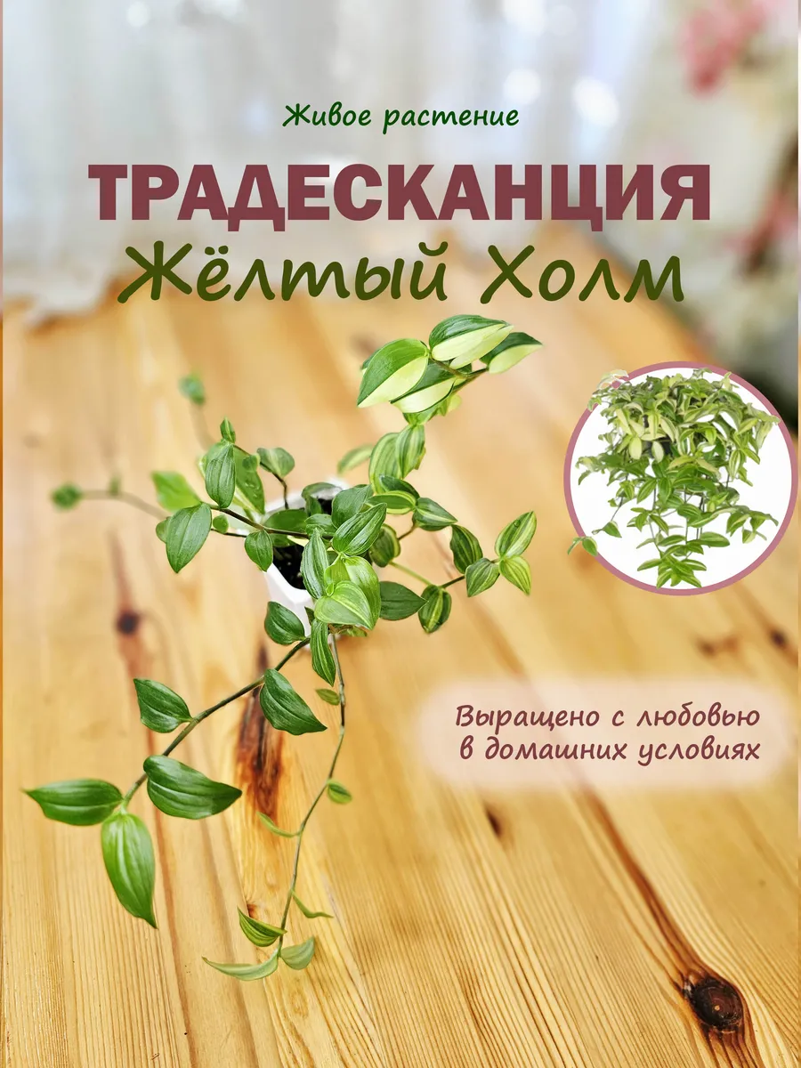 Традесканция Жёлтый Холм живое комнатное растение