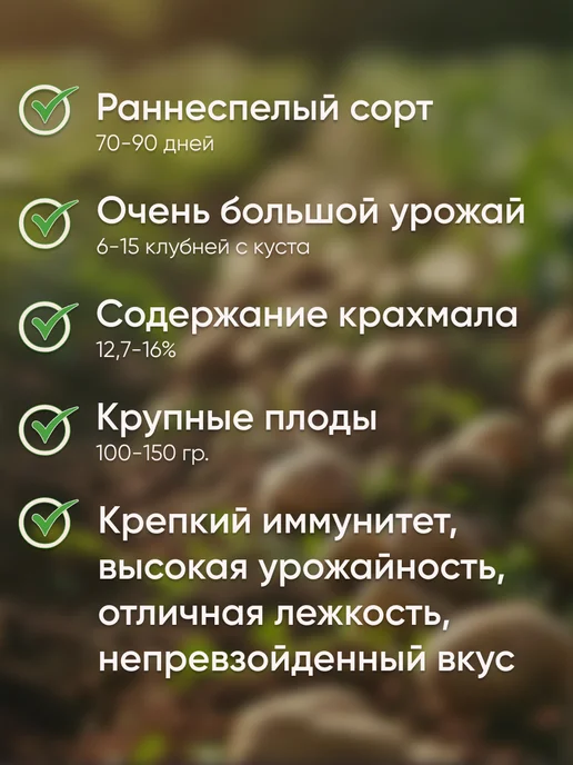 Картофель семенной на посадку Добрыня, бежевый, фото 2