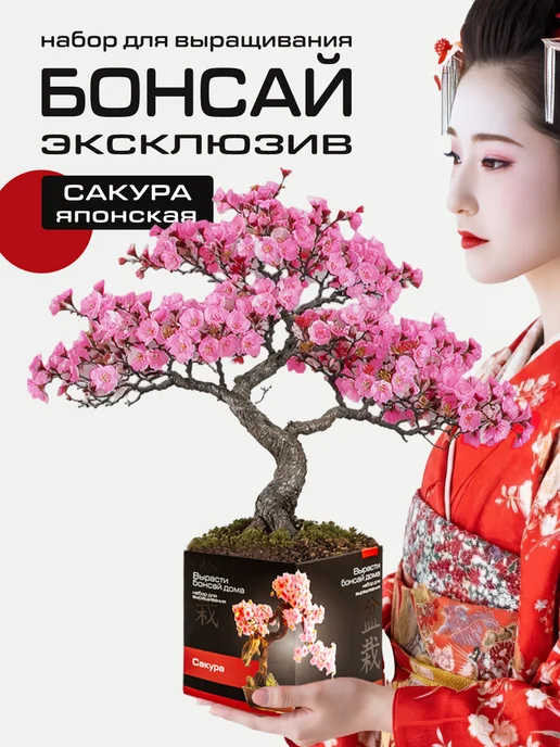 ЭкоКлуб Набор для выращивания бонсай "Сакура Японская", вариант