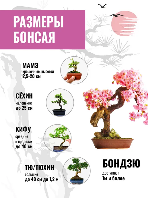 ЭкоКлуб Набор для выращивания бонсай "Сакура Японская", вариант, фото 5