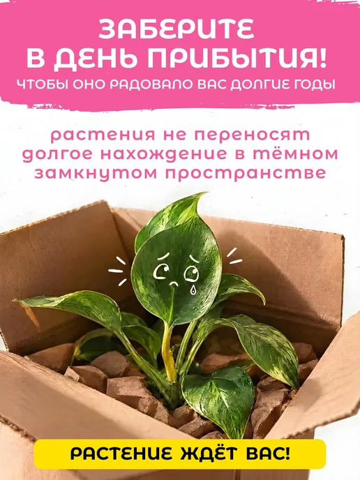 Сад Натали Фикус Бенджамина живое комнатное растение Д12, вариант, фото 8
